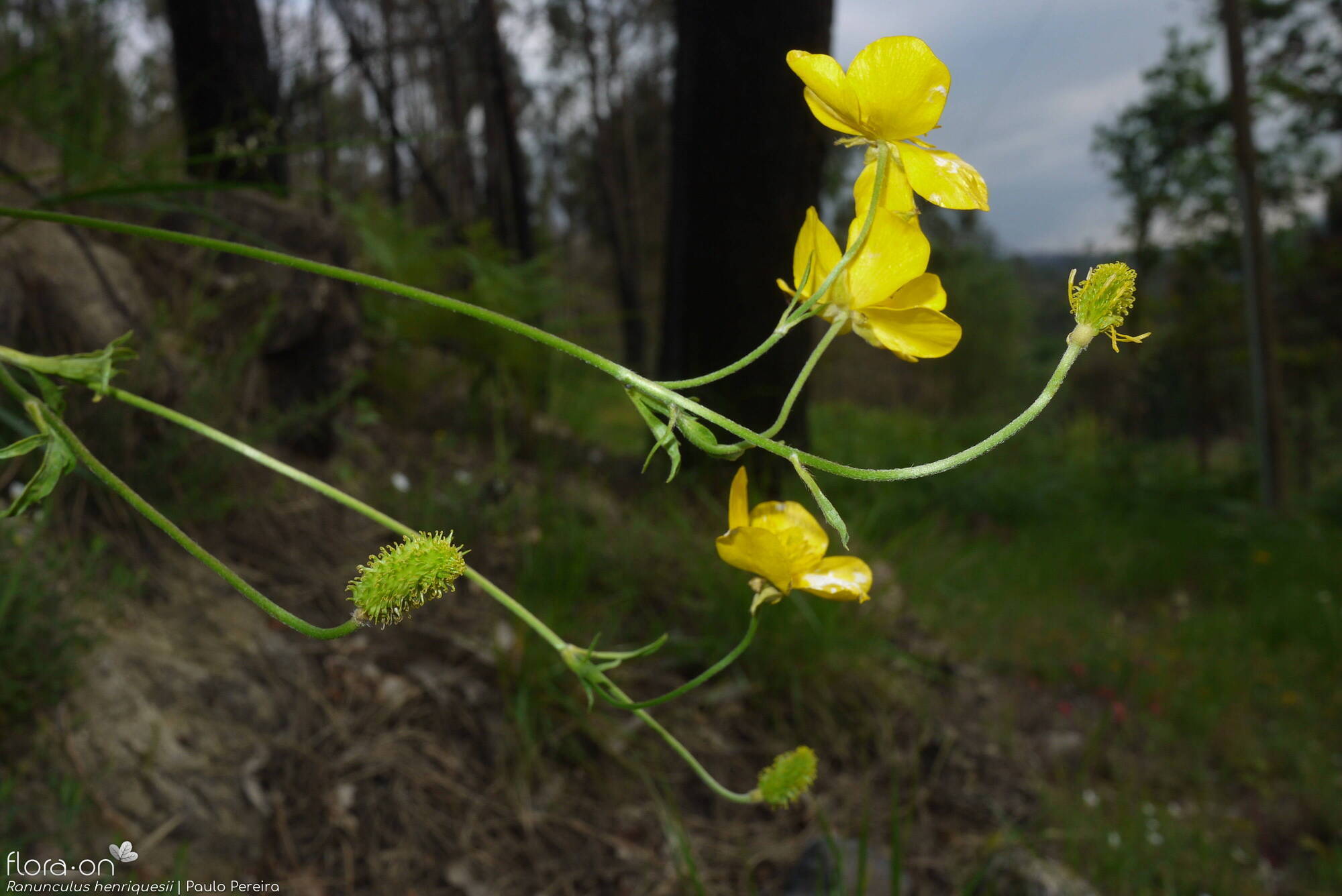 Ranunculus henriquesii - Flor (geral) | Paulo Pereira; CC BY-NC 4.0