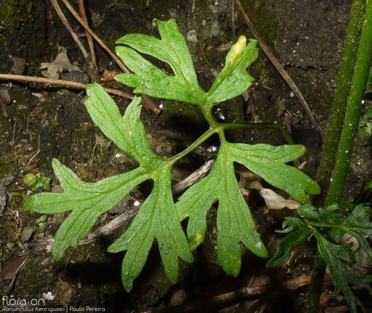 Ranunculus henriquesii - Folha | Paulo Pereira; CC BY-NC 4.0