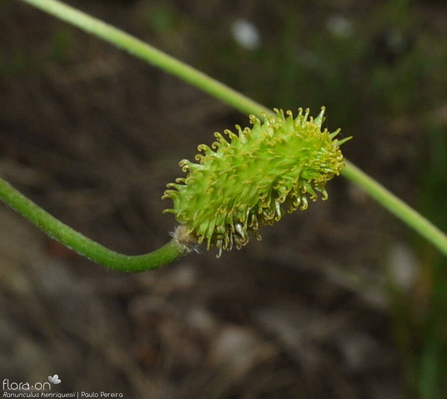 Ranunculus henriquesii - Fruto | Paulo Pereira; CC BY-NC 4.0