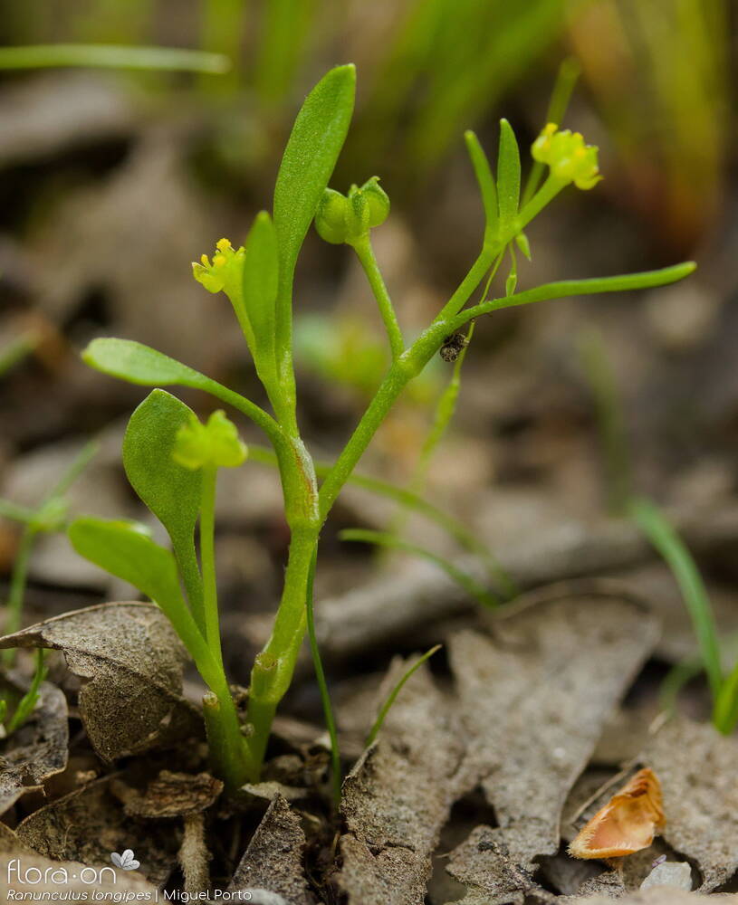 Ranunculus longipes