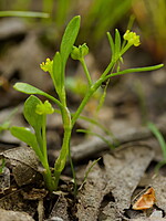Ranunculus longipes