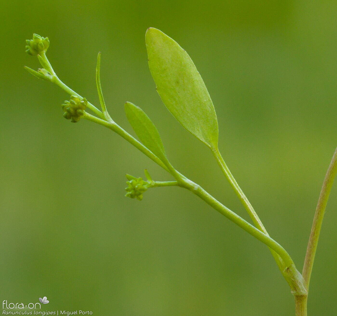 Ranunculus longipes - Folha | Miguel Porto; CC BY-NC 4.0