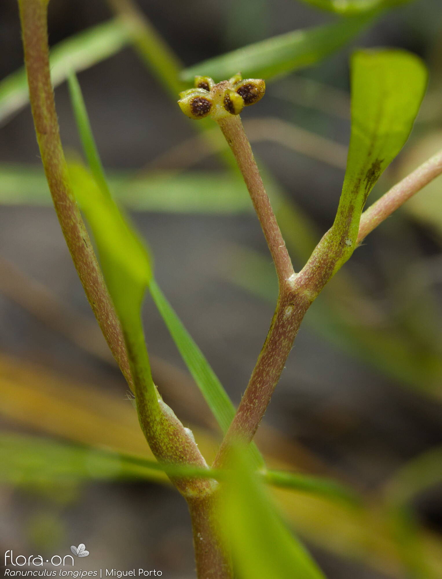 Ranunculus longipes - Fruto | Miguel Porto; CC BY-NC 4.0