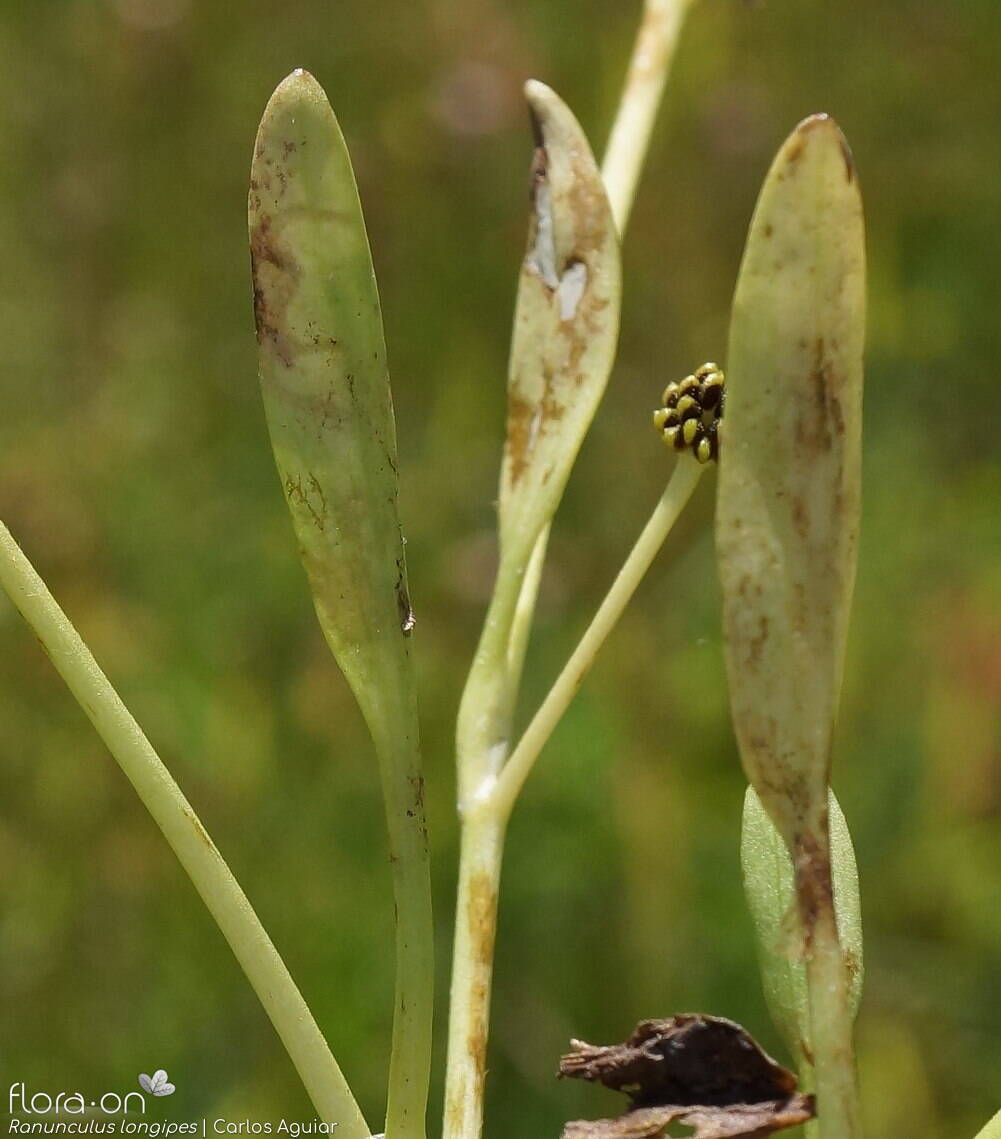 Ranunculus longipes - Folha (geral) | Carlos Aguiar; CC BY-NC 4.0