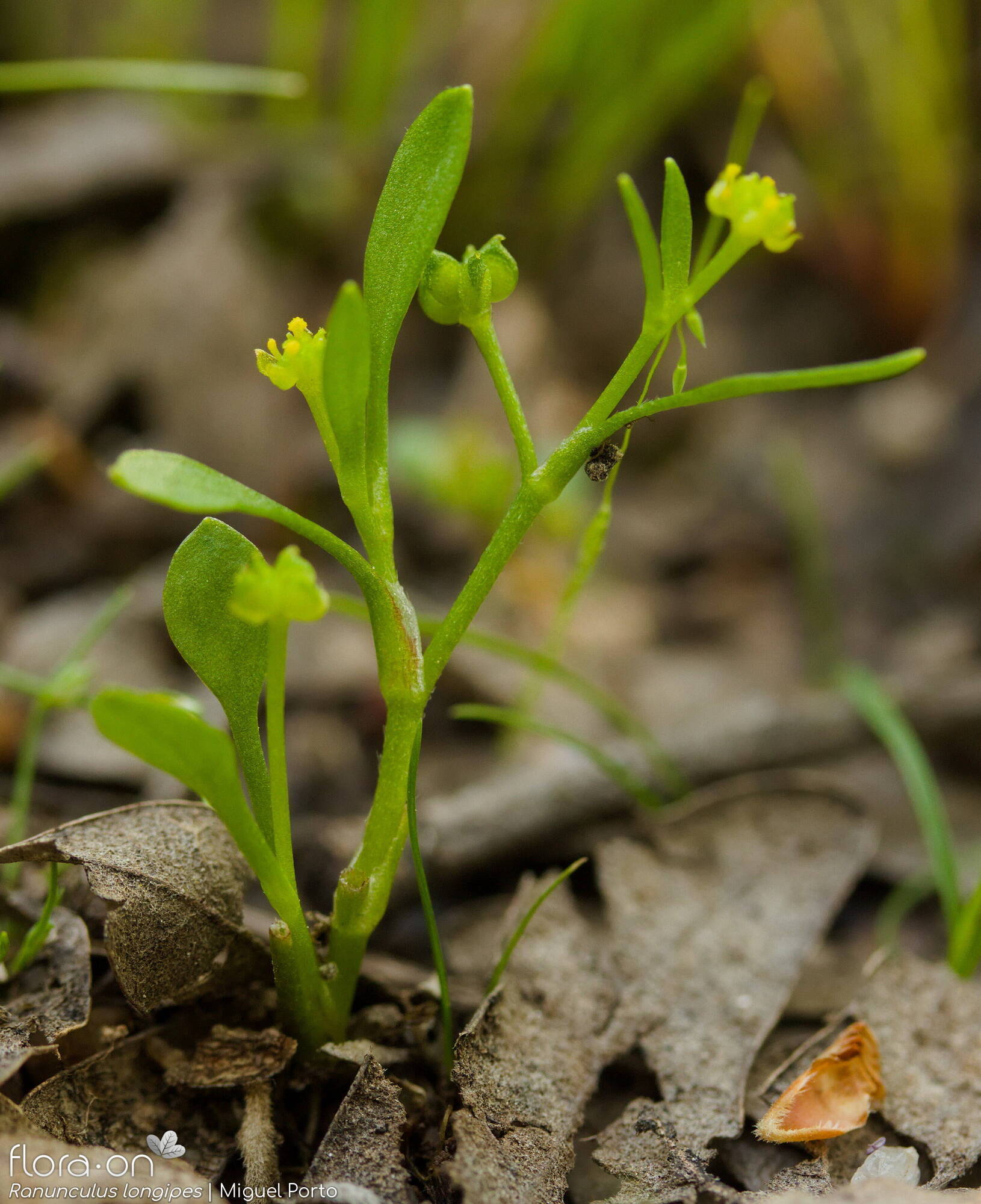 Ranunculus longipes - Hábito | Miguel Porto; CC BY-NC 4.0