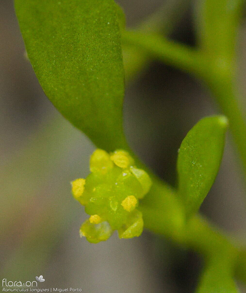 Ranunculus longipes - Flor (close-up) | Miguel Porto; CC BY-NC 4.0