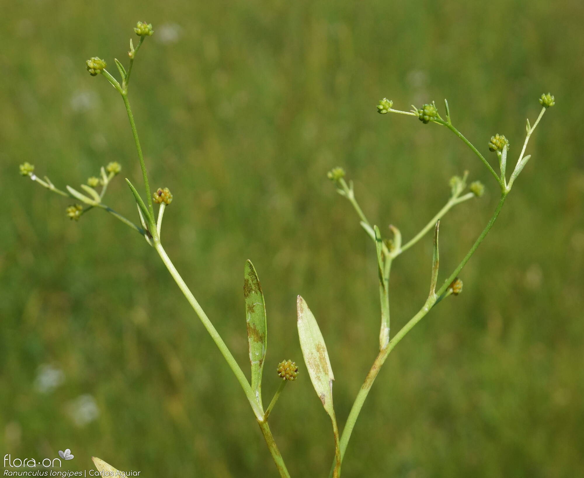 Ranunculus longipes - Hábito | Carlos Aguiar; CC BY-NC 4.0