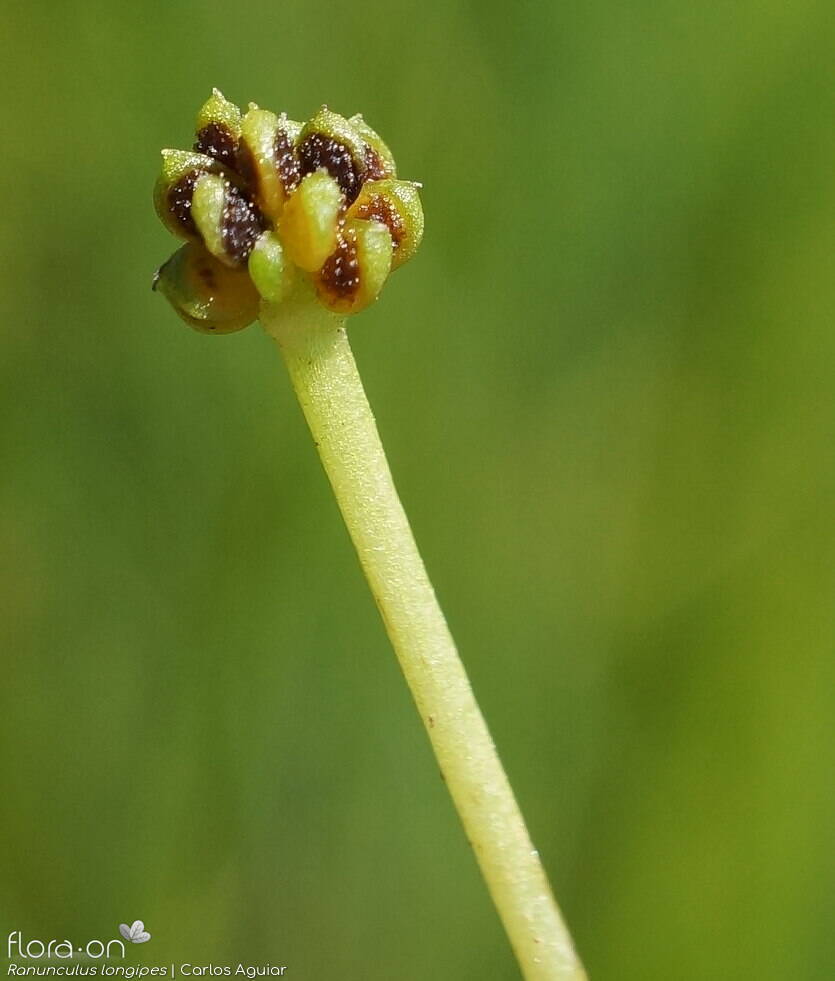 Ranunculus longipes - Fruto | Carlos Aguiar; CC BY-NC 4.0