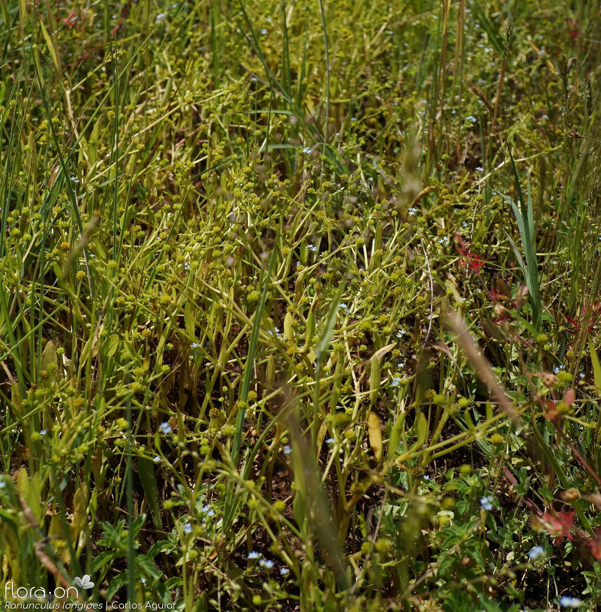 Ranunculus longipes - Habitat | Carlos Aguiar; CC BY-NC 4.0