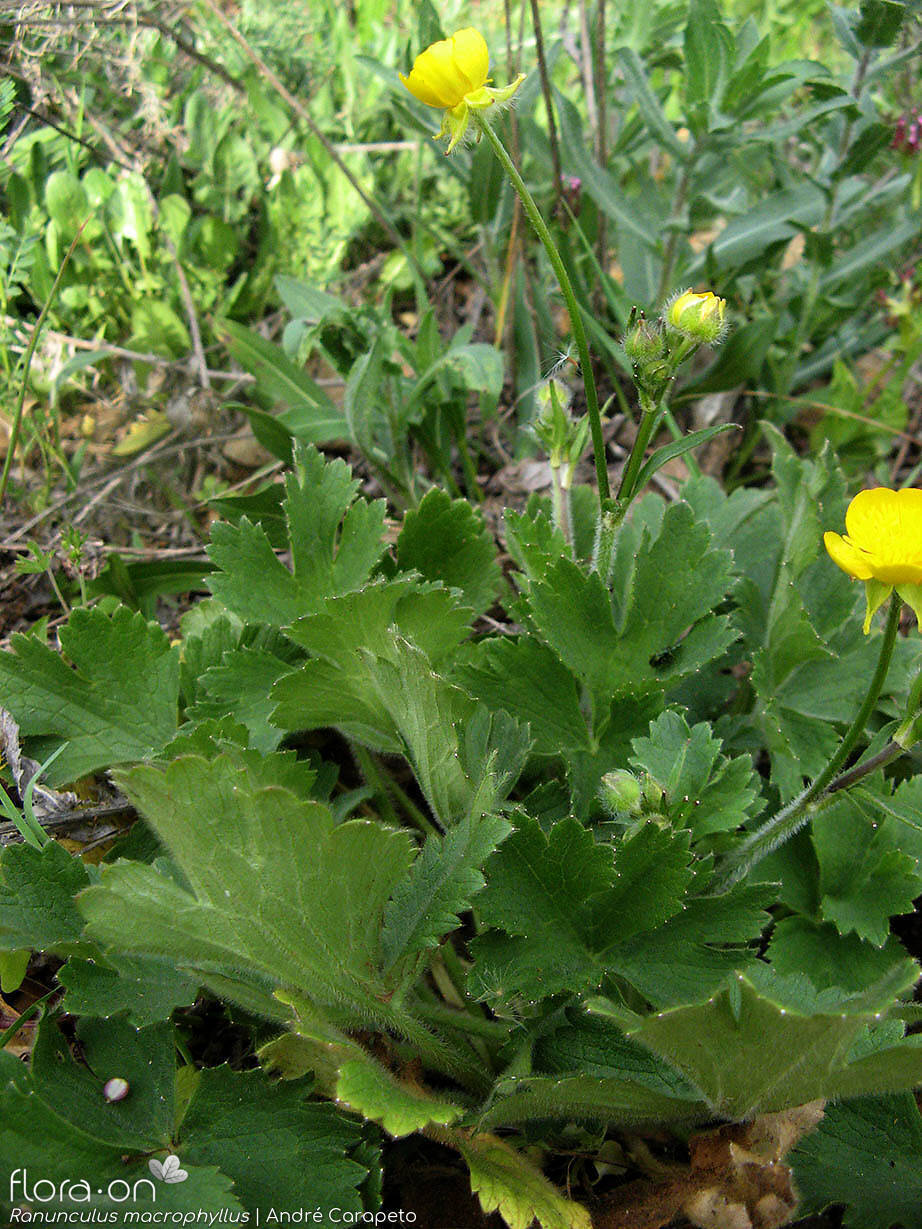 Ranunculus macrophyllus - Hábito | André Carapeto; CC BY-NC 4.0