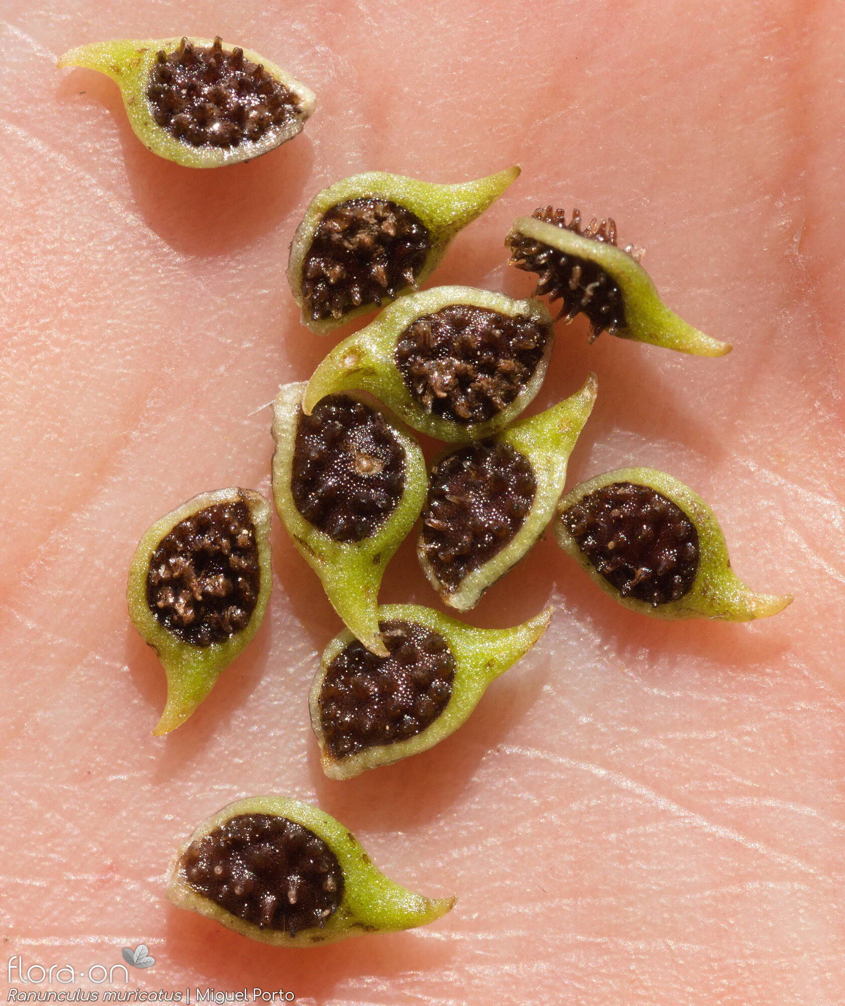 Ranunculus muricatus - Fruto | Miguel Porto; CC BY-NC 4.0