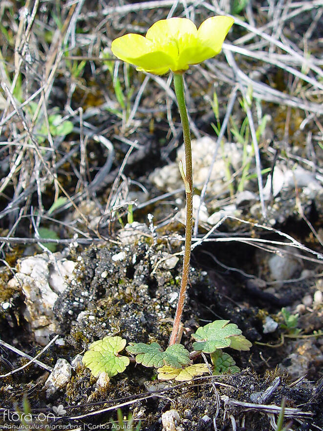 Ranunculus nigrescens - Hábito | Carlos Aguiar; CC BY-NC 4.0