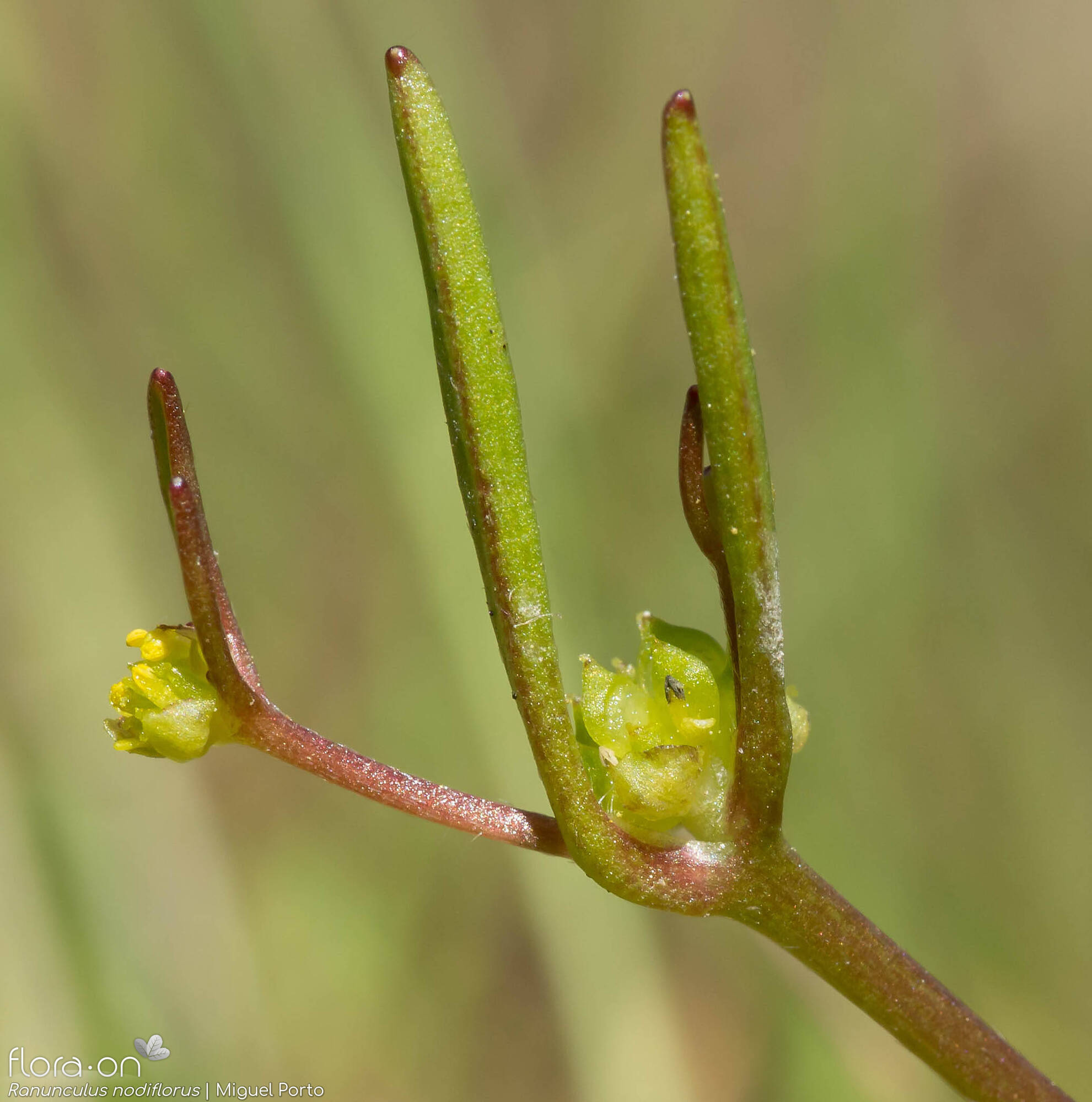 Ranunculus nodiflorus