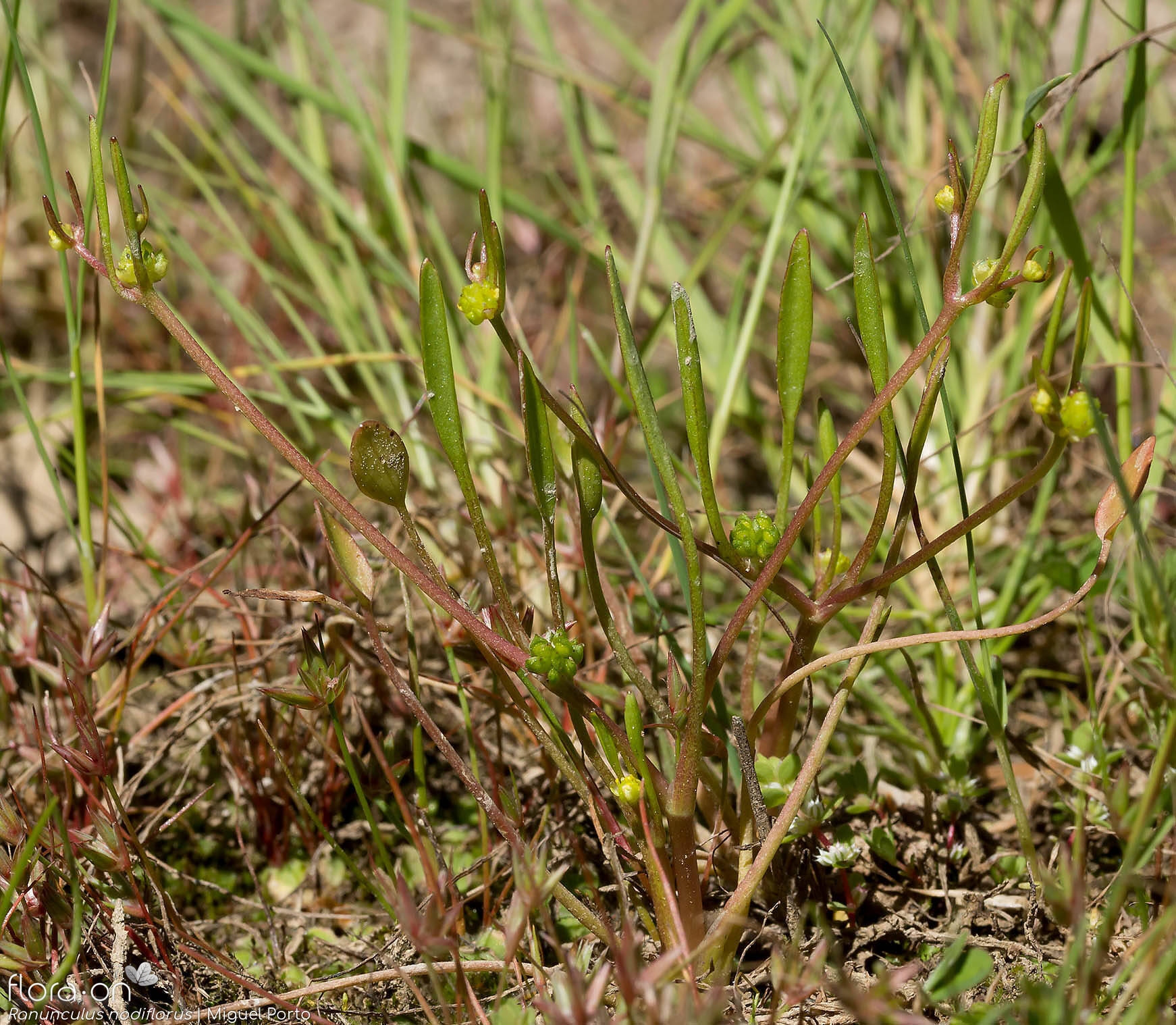 Ranunculus nodiflorus - Hábito | Miguel Porto; CC BY-NC 4.0