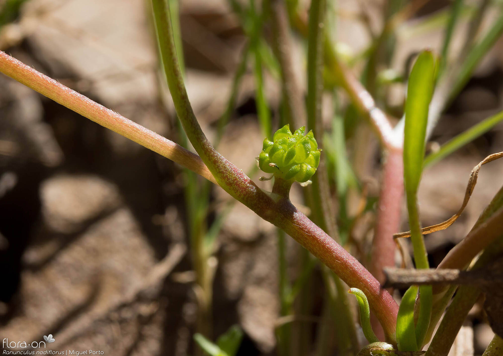 Ranunculus nodiflorus - Fruto | Miguel Porto; CC BY-NC 4.0