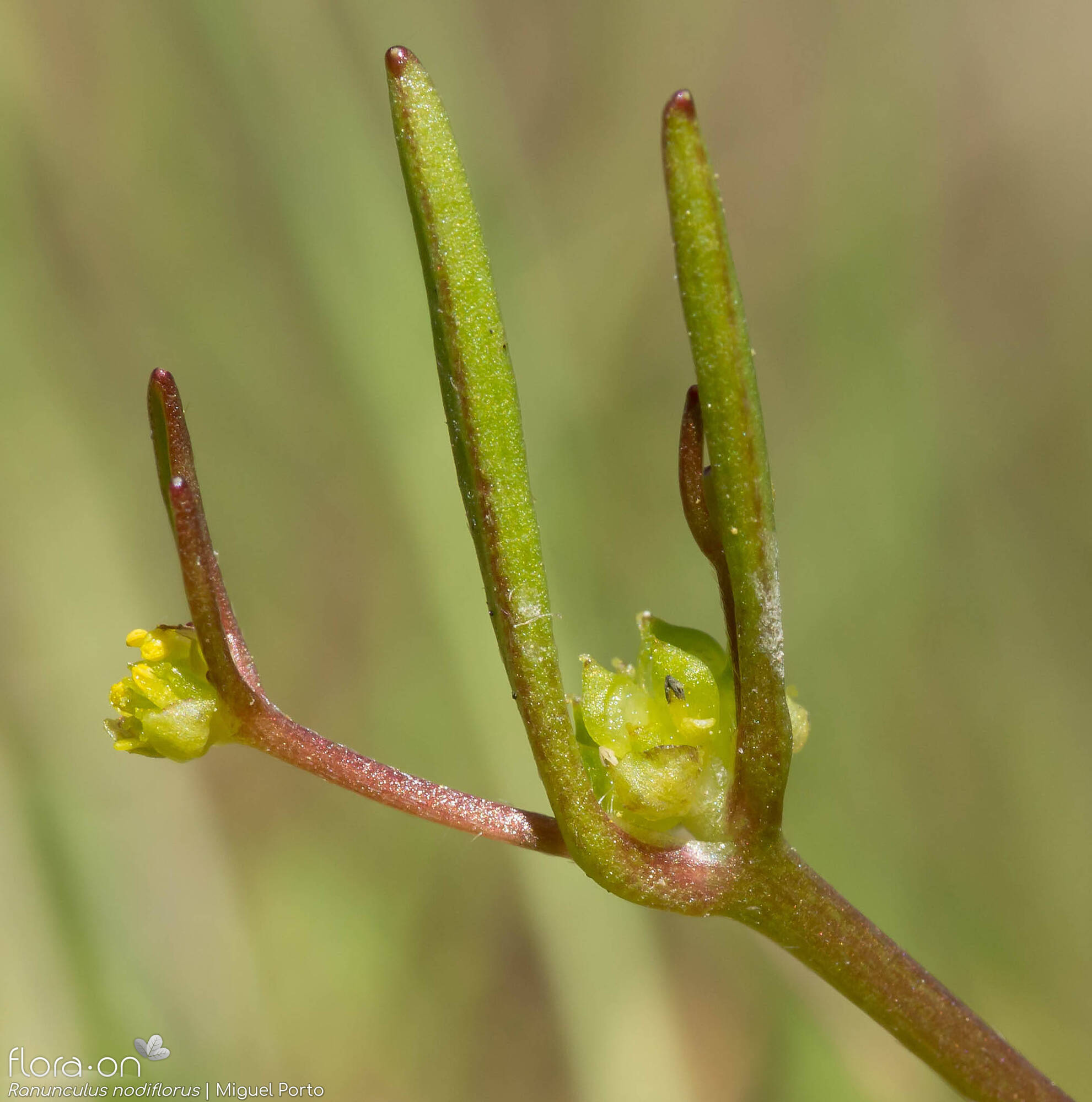 Ranunculus nodiflorus - Flor (geral) | Miguel Porto; CC BY-NC 4.0