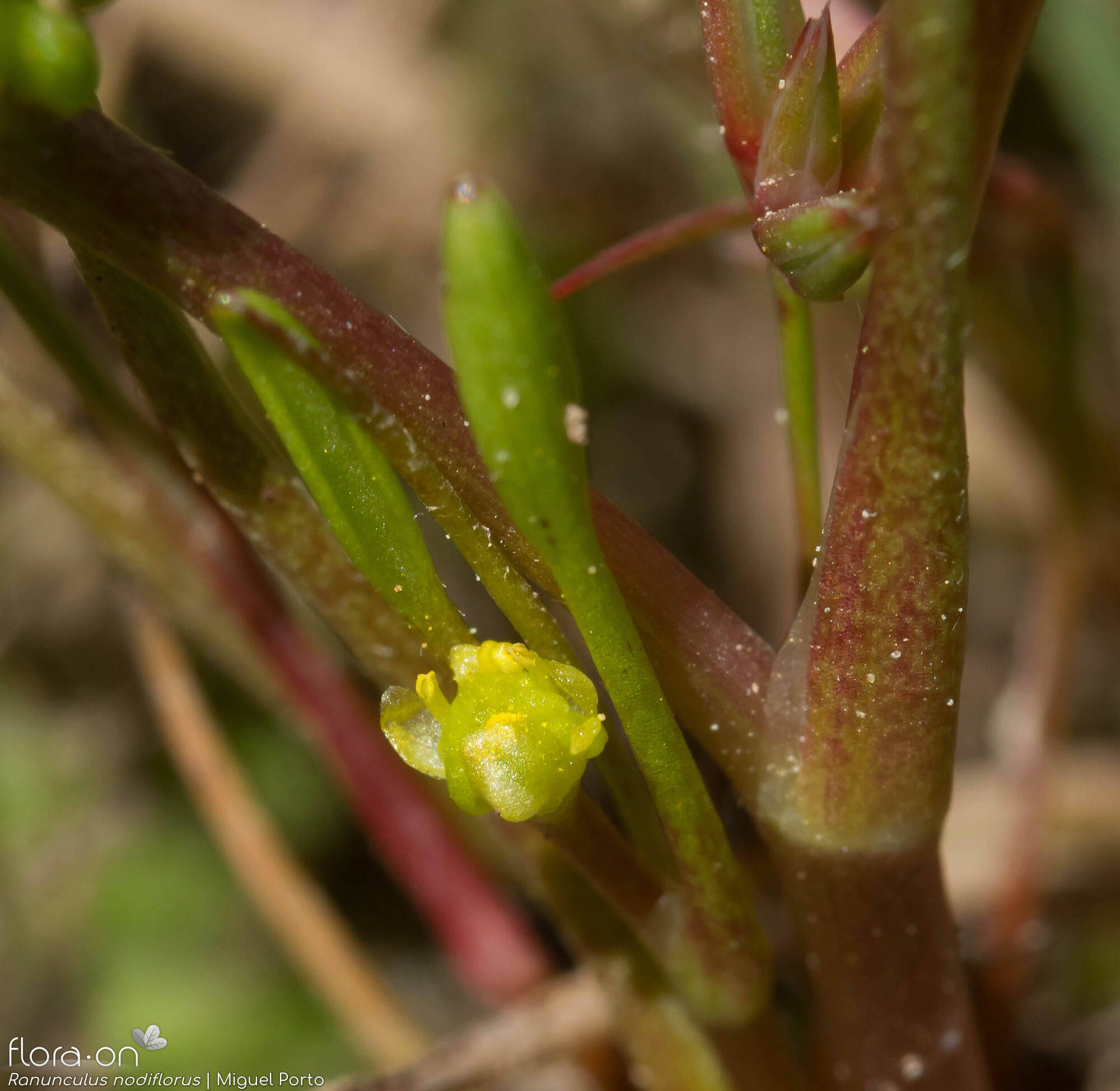 Ranunculus nodiflorus - Flor (close-up) | Miguel Porto; CC BY-NC 4.0