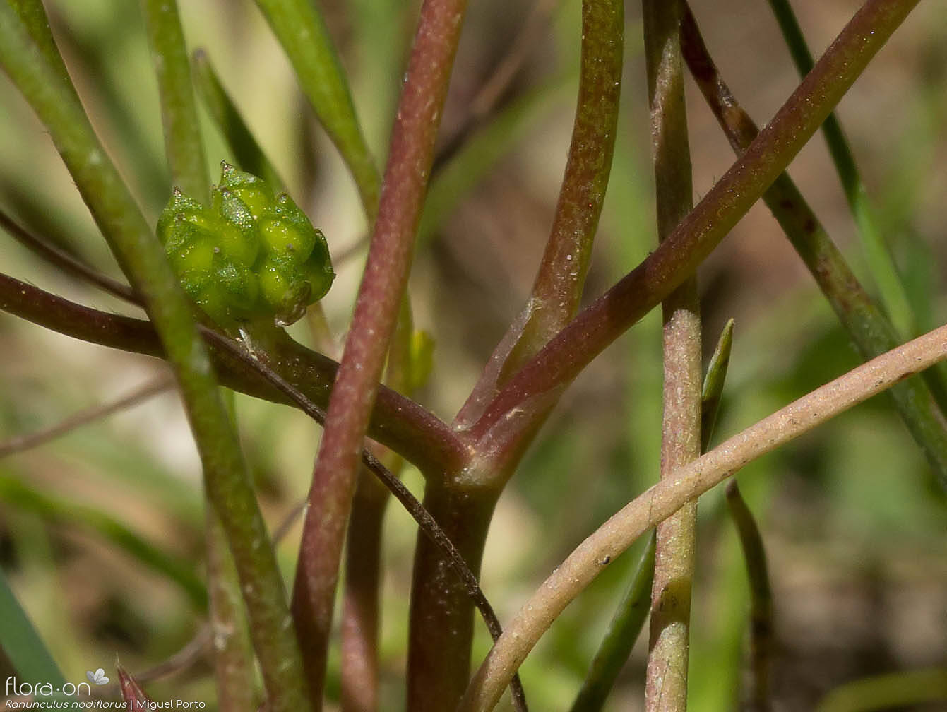 Ranunculus nodiflorus - Caule | Miguel Porto; CC BY-NC 4.0