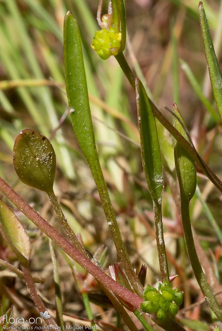 Ranunculus nodiflorus - Folha (geral) | Miguel Porto; CC BY-NC 4.0