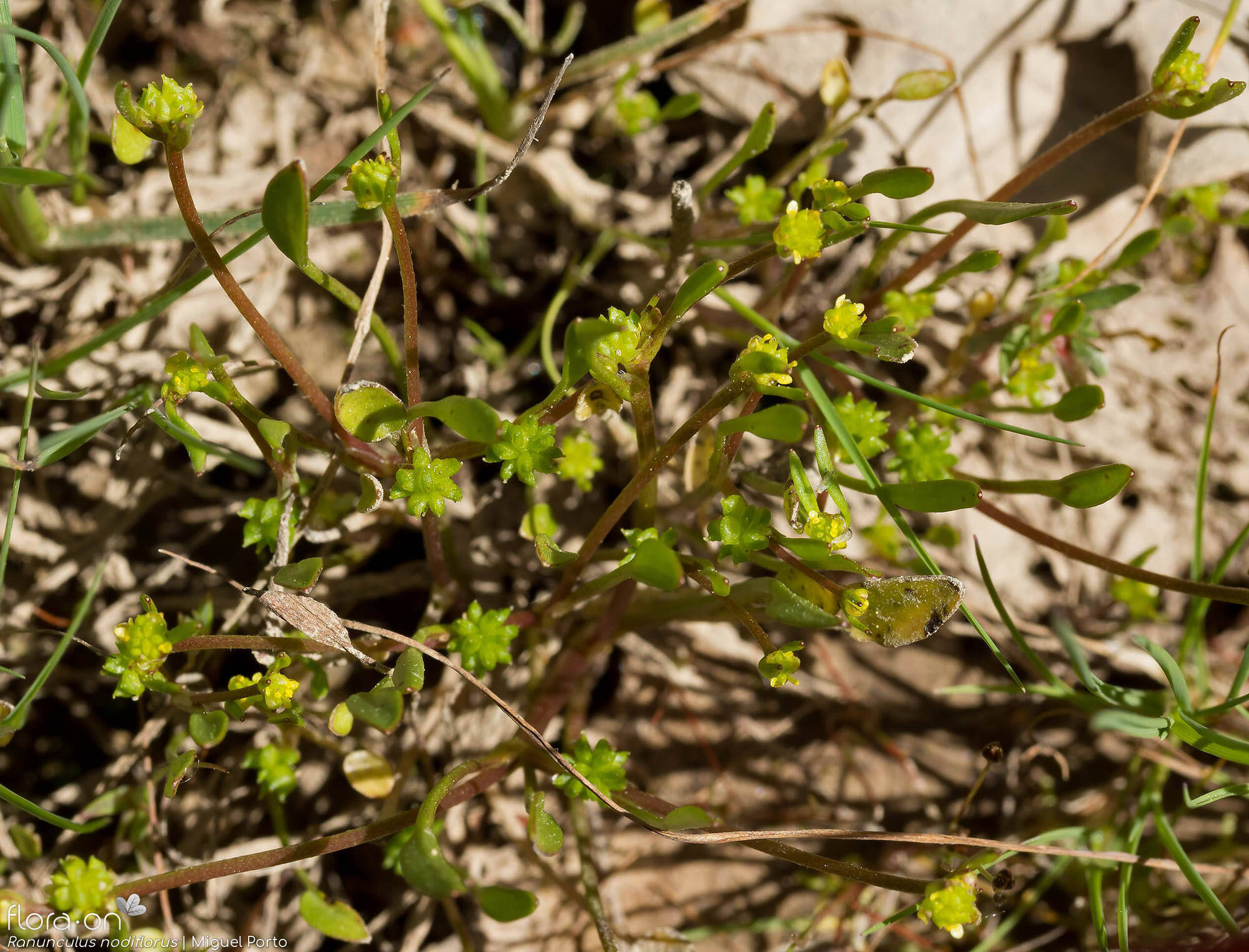 Ranunculus nodiflorus - Hábito | Miguel Porto; CC BY-NC 4.0