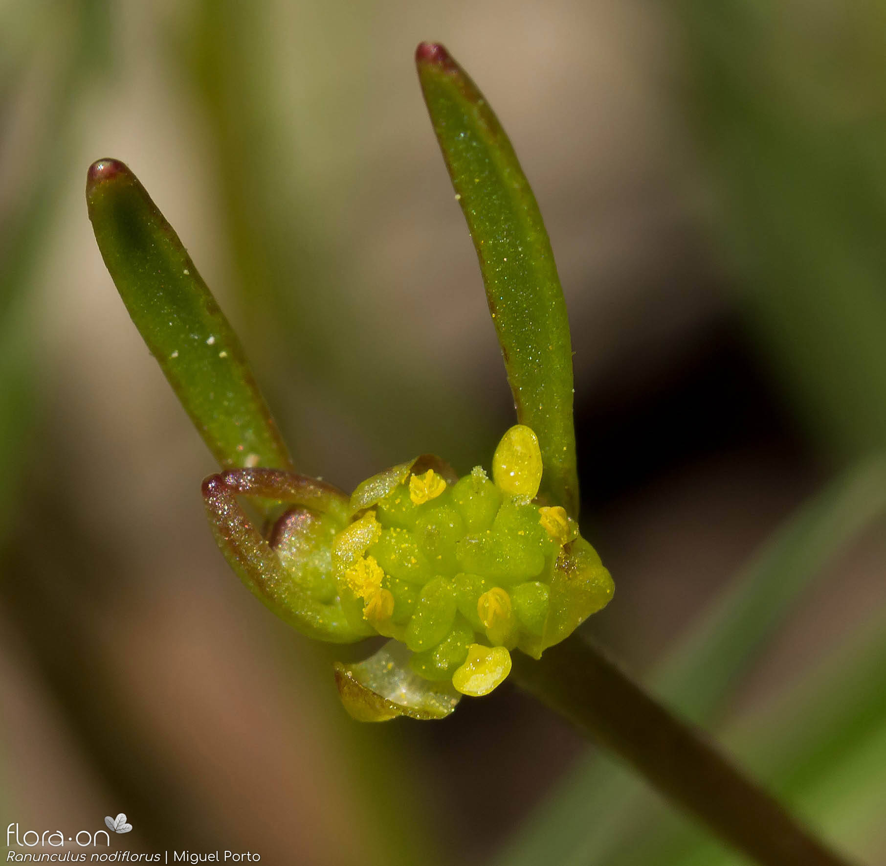 Ranunculus nodiflorus - Flor (close-up) | Miguel Porto; CC BY-NC 4.0