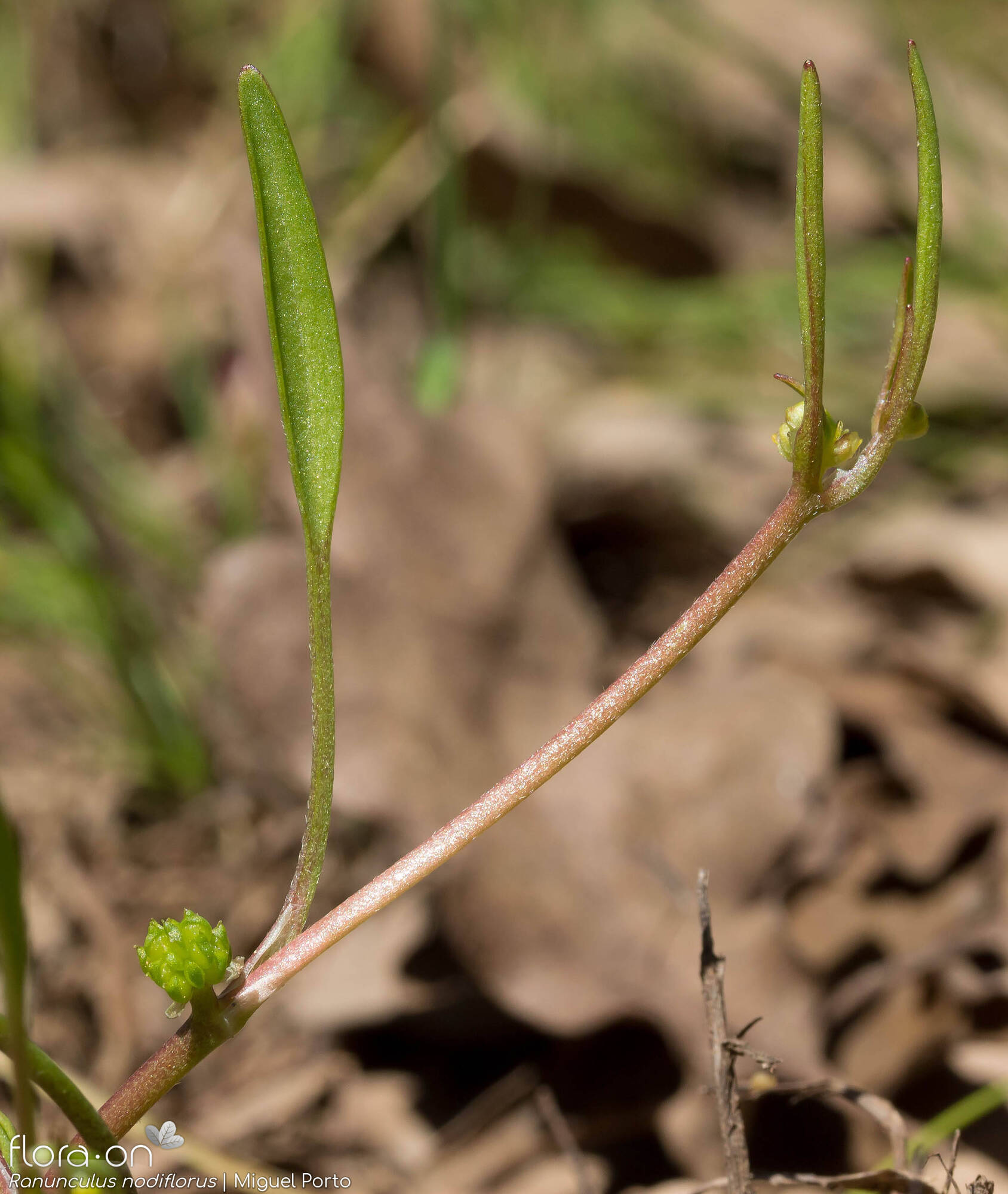 Ranunculus nodiflorus - Flor (geral) | Miguel Porto; CC BY-NC 4.0