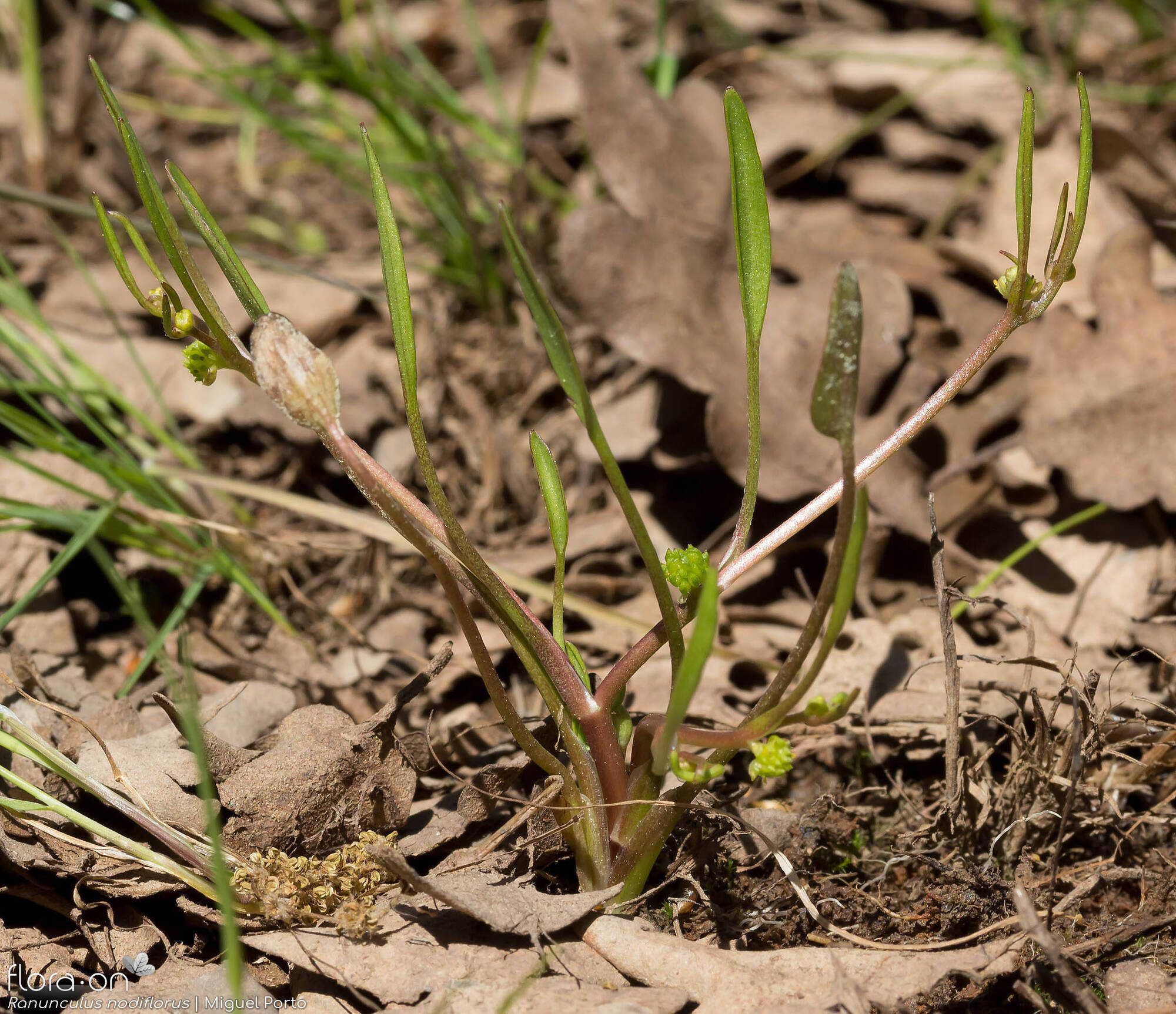 Ranunculus nodiflorus - Folha (geral) | Miguel Porto; CC BY-NC 4.0