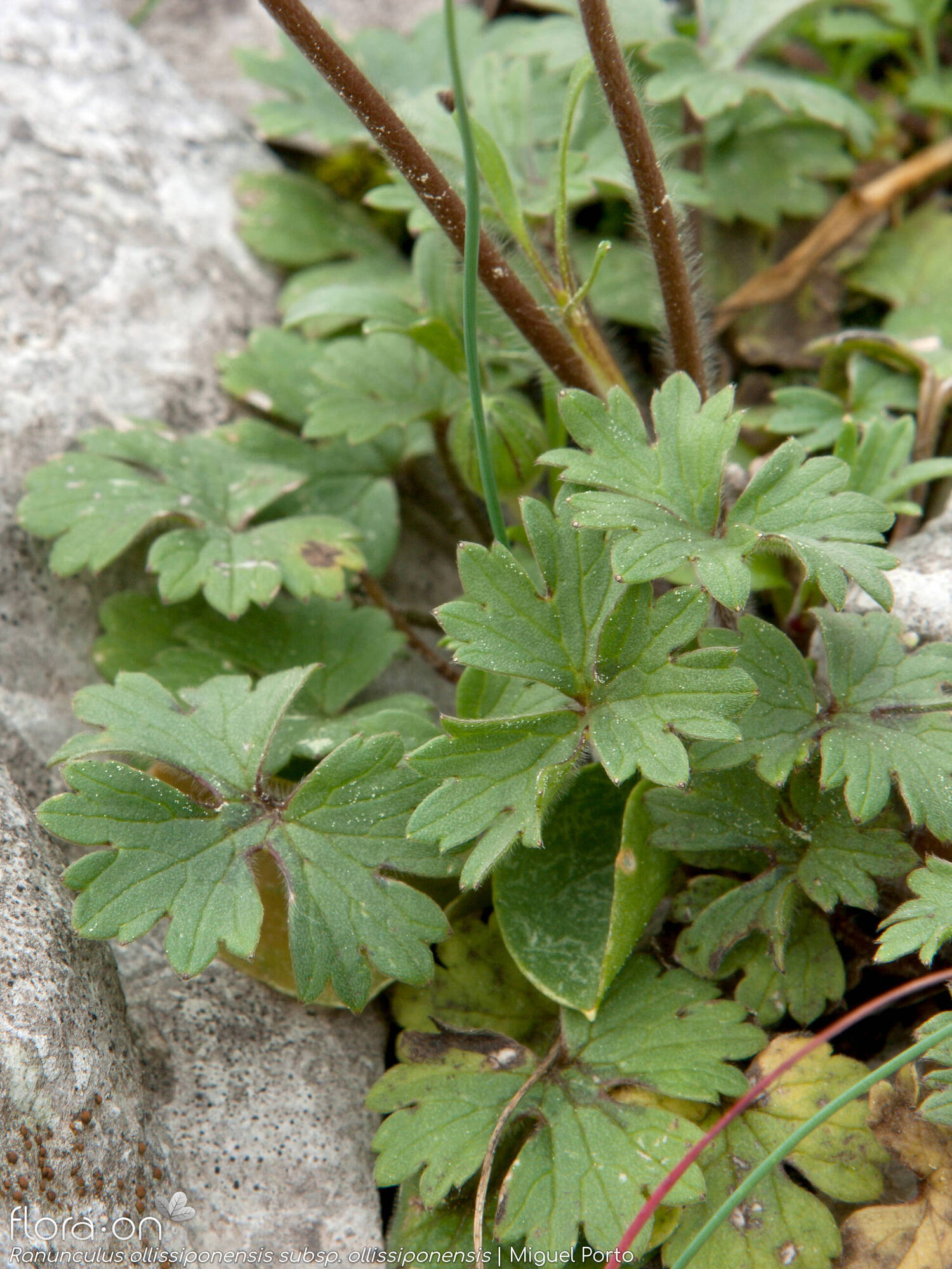 Ranunculus ollissiponensis ollissiponensis - Folha (geral) | Miguel Porto; CC BY-NC 4.0