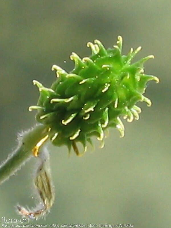 Ranunculus ollissiponensis ollissiponensis - Fruto | João Domingues Almeida; CC BY-NC 4.0
