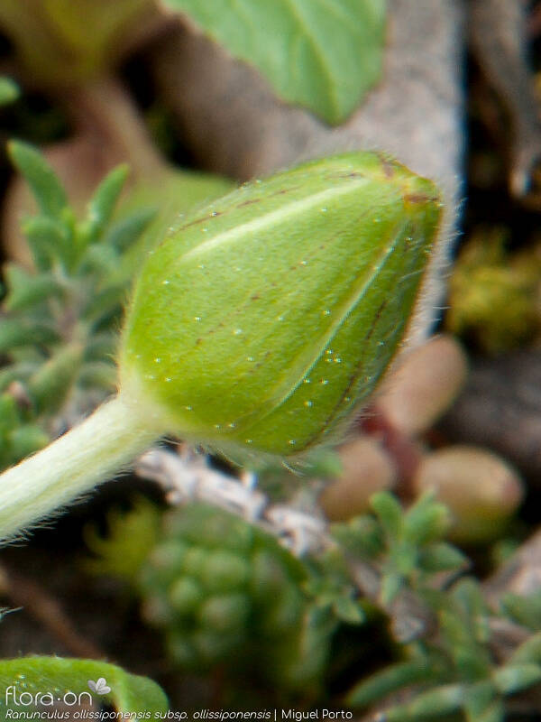 Ranunculus ollissiponensis ollissiponensis - Cálice | Miguel Porto; CC BY-NC 4.0