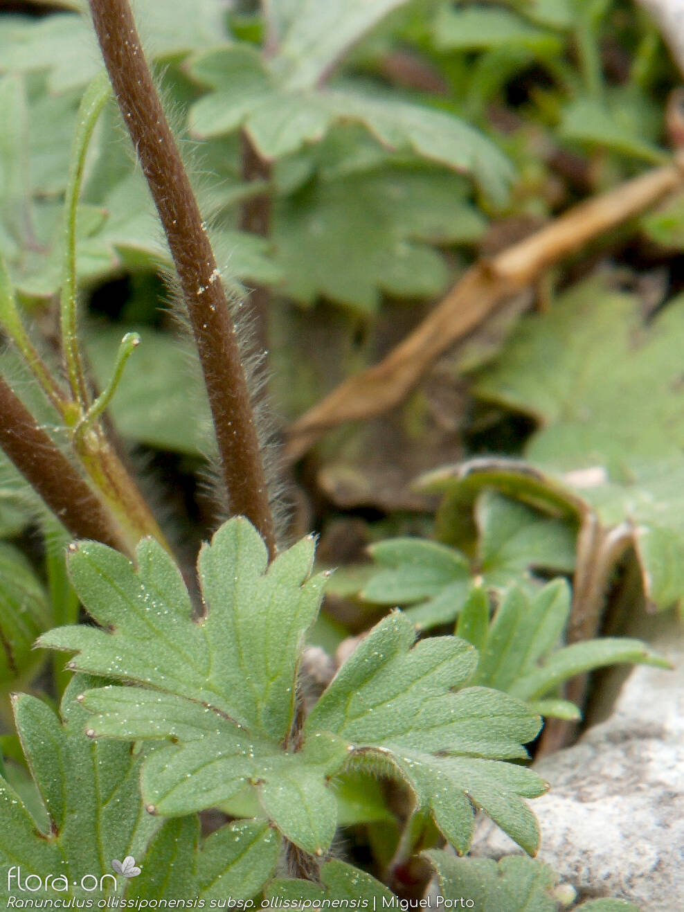 Ranunculus ollissiponensis ollissiponensis - Caule | Miguel Porto; CC BY-NC 4.0