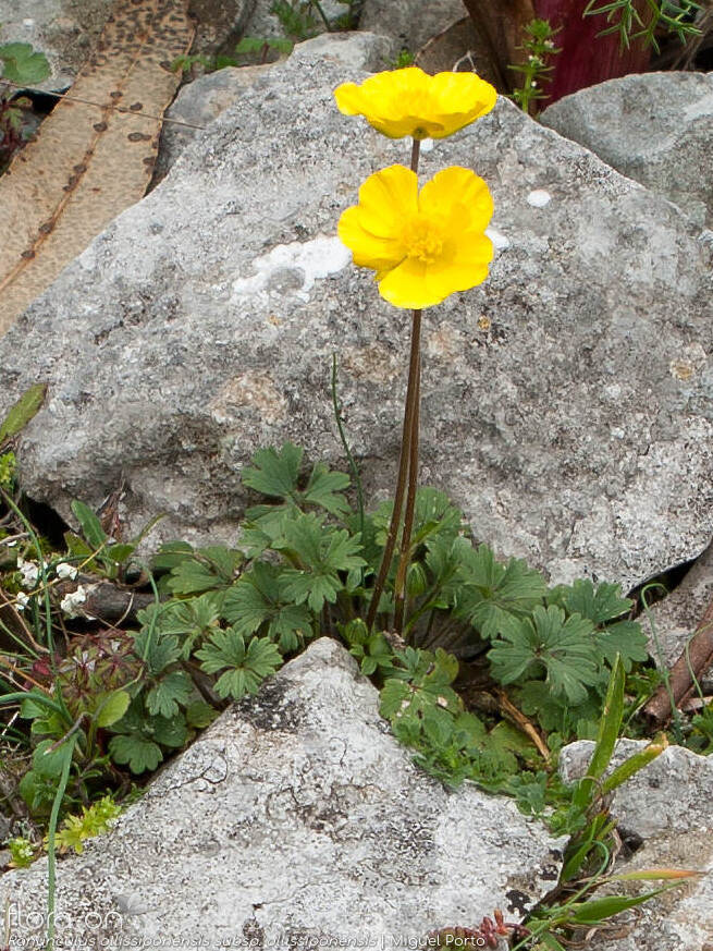 Ranunculus ollissiponensis