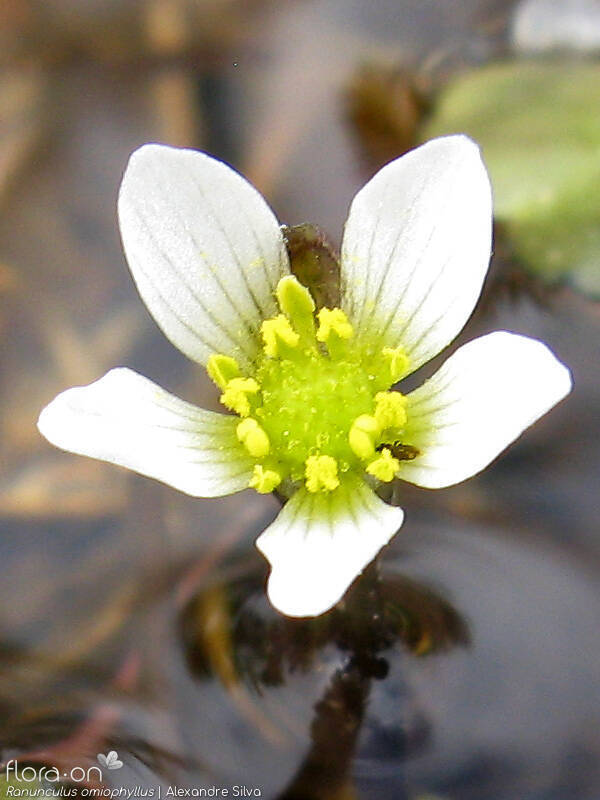 Ranunculus omiophyllus - Flor (close-up) | Alexandre Silva; CC BY-NC 4.0