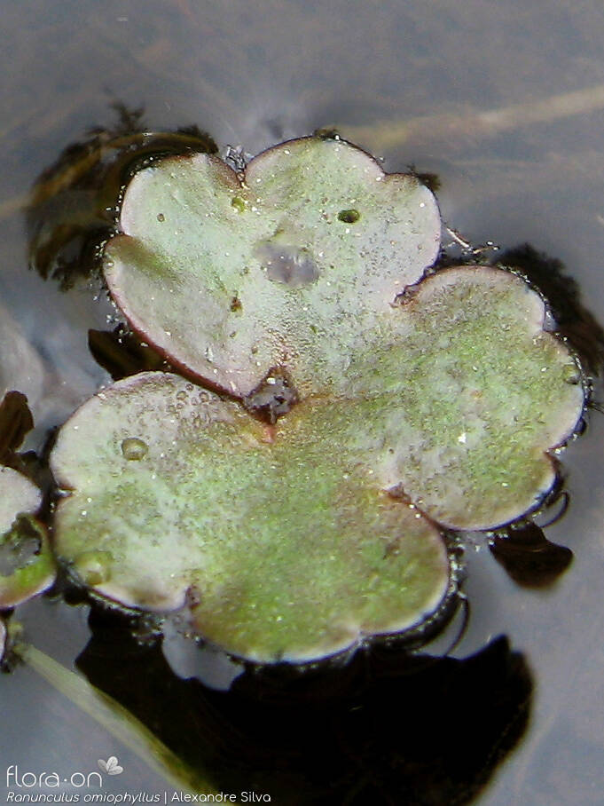 Ranunculus omiophyllus - Folha | Alexandre Silva; CC BY-NC 4.0