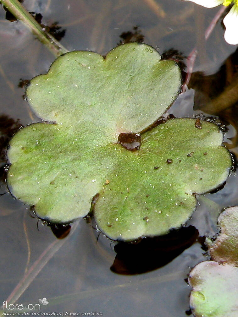 Ranunculus omiophyllus - Folha | Alexandre Silva; CC BY-NC 4.0
