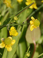 Ranunculus ophioglossifolius