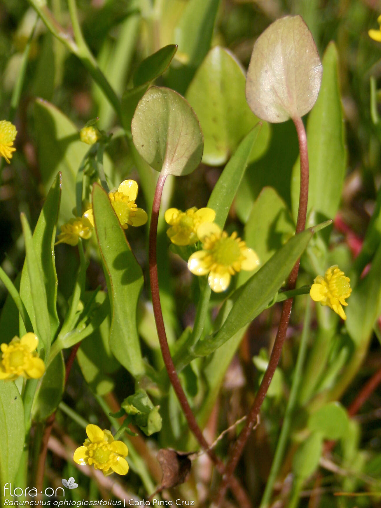 Ranunculus ophioglossifolius - Hábito | Carla Pinto Cruz; CC BY-NC 4.0