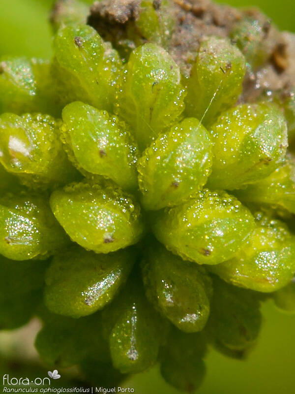 Ranunculus ophioglossifolius - Fruto | Miguel Porto; CC BY-NC 4.0