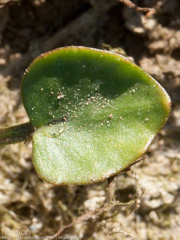 Ranunculus ophioglossifolius - Folha | Miguel Porto; CC BY-NC 4.0