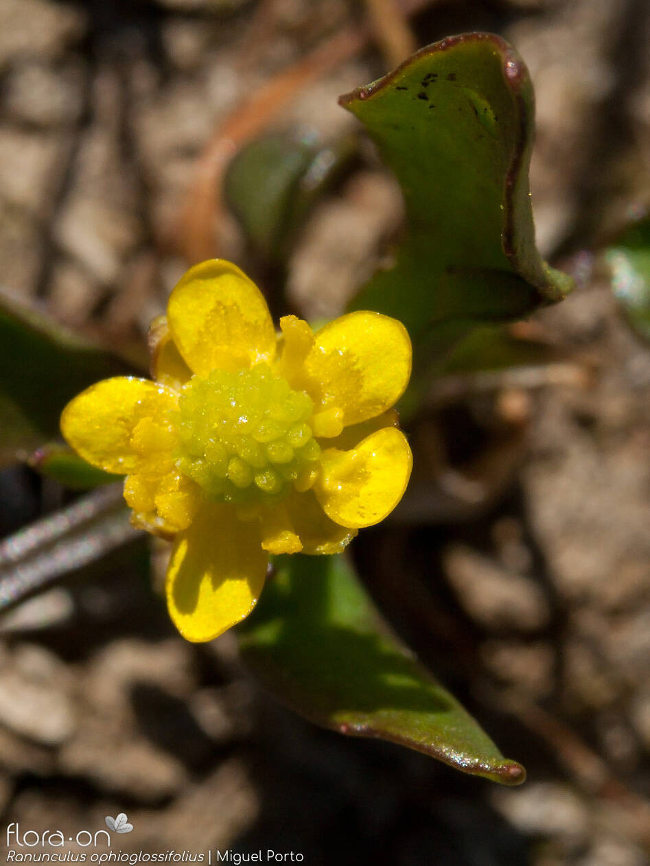 Ranunculus ophioglossifolius - Flor (close-up) | Miguel Porto; CC BY-NC 4.0