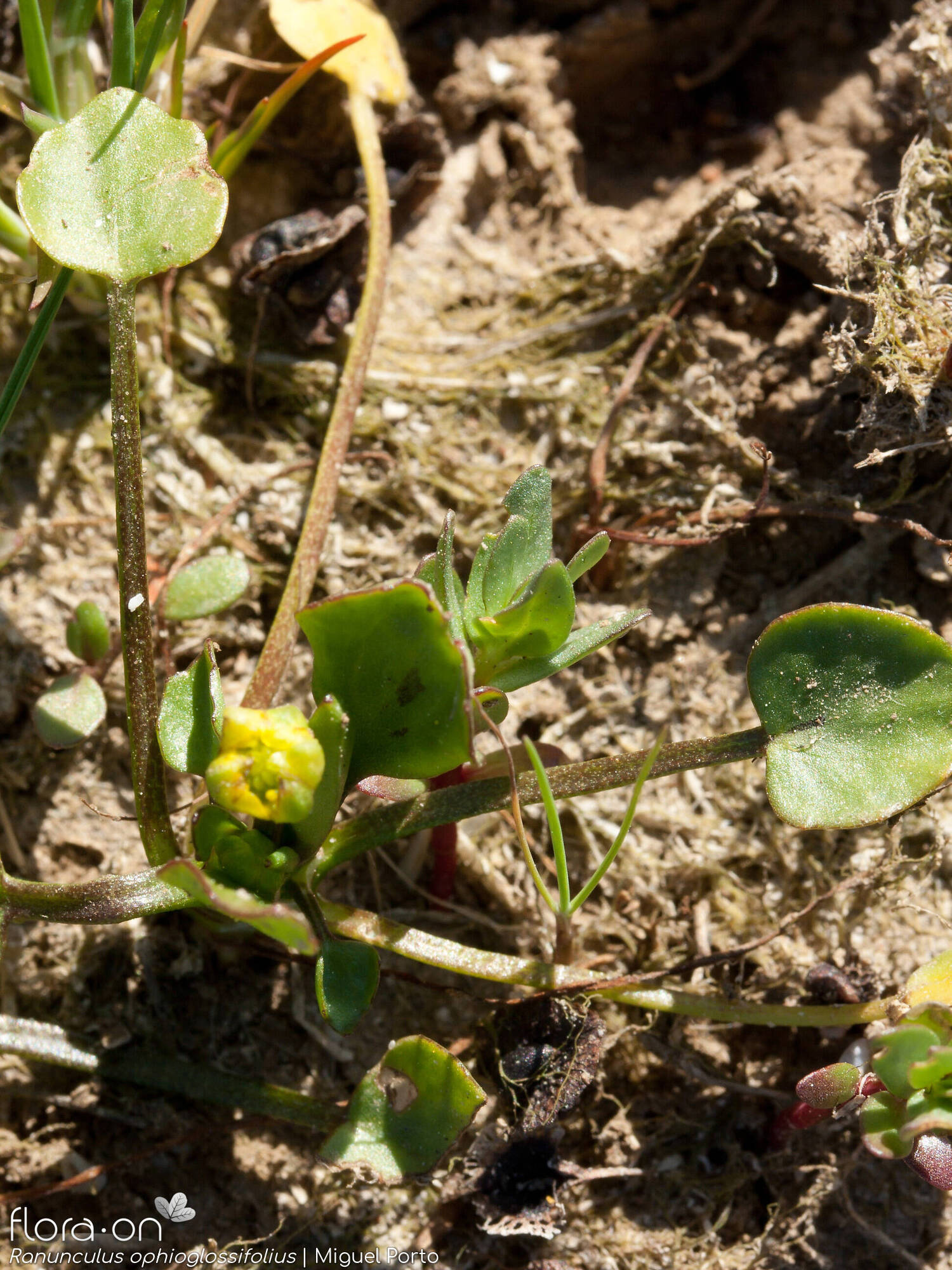 Ranunculus ophioglossifolius - Folha (geral) | Miguel Porto; CC BY-NC 4.0