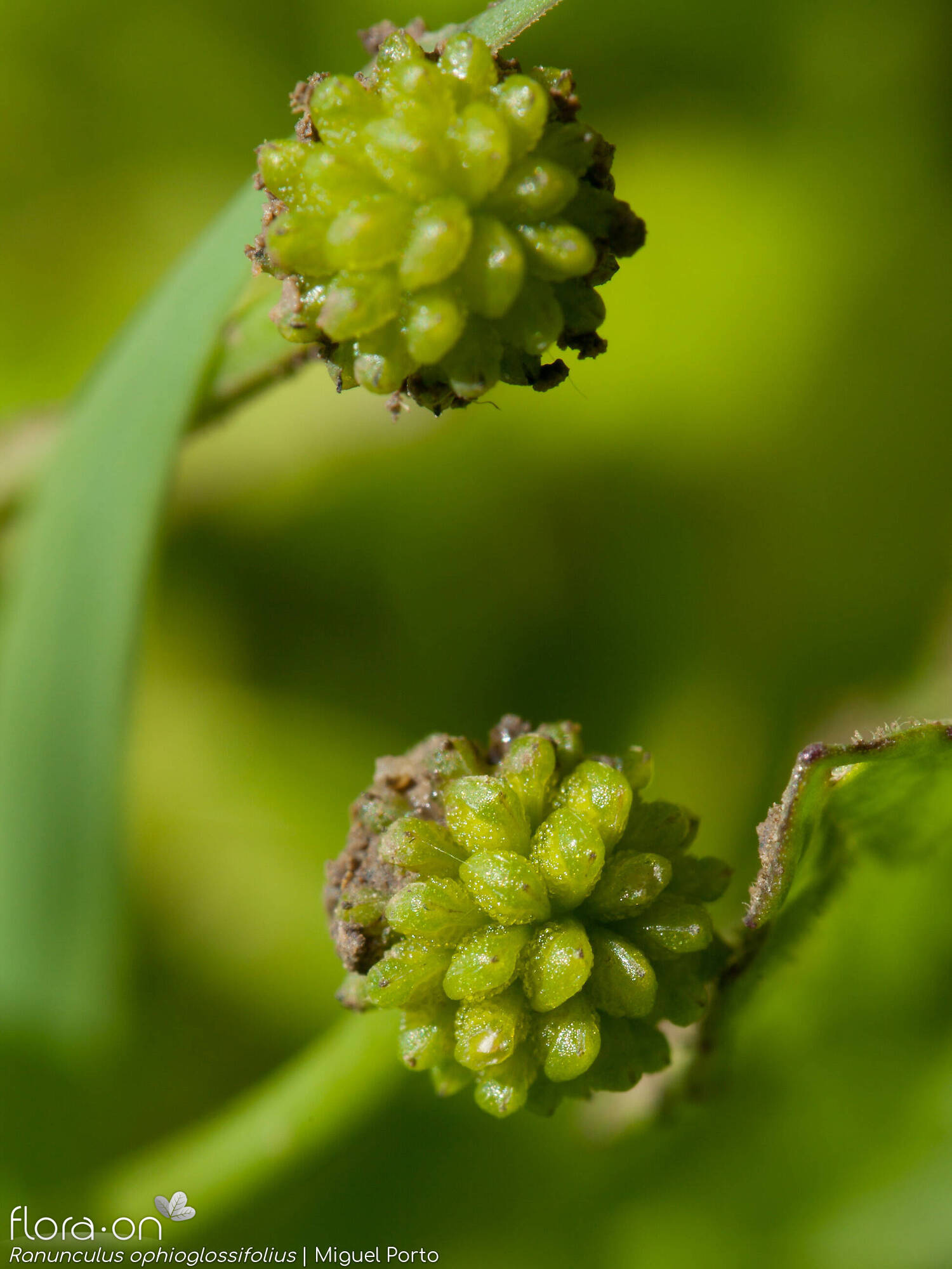 Ranunculus ophioglossifolius - Fruto | Miguel Porto; CC BY-NC 4.0