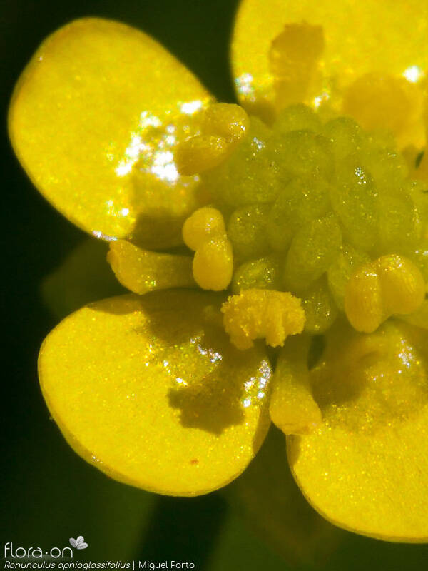Ranunculus ophioglossifolius - Estruturas reprodutoras | Miguel Porto; CC BY-NC 4.0