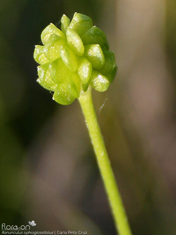 Ranunculus ophioglossifolius - Fruto | Carla Pinto Cruz; CC BY-NC 4.0