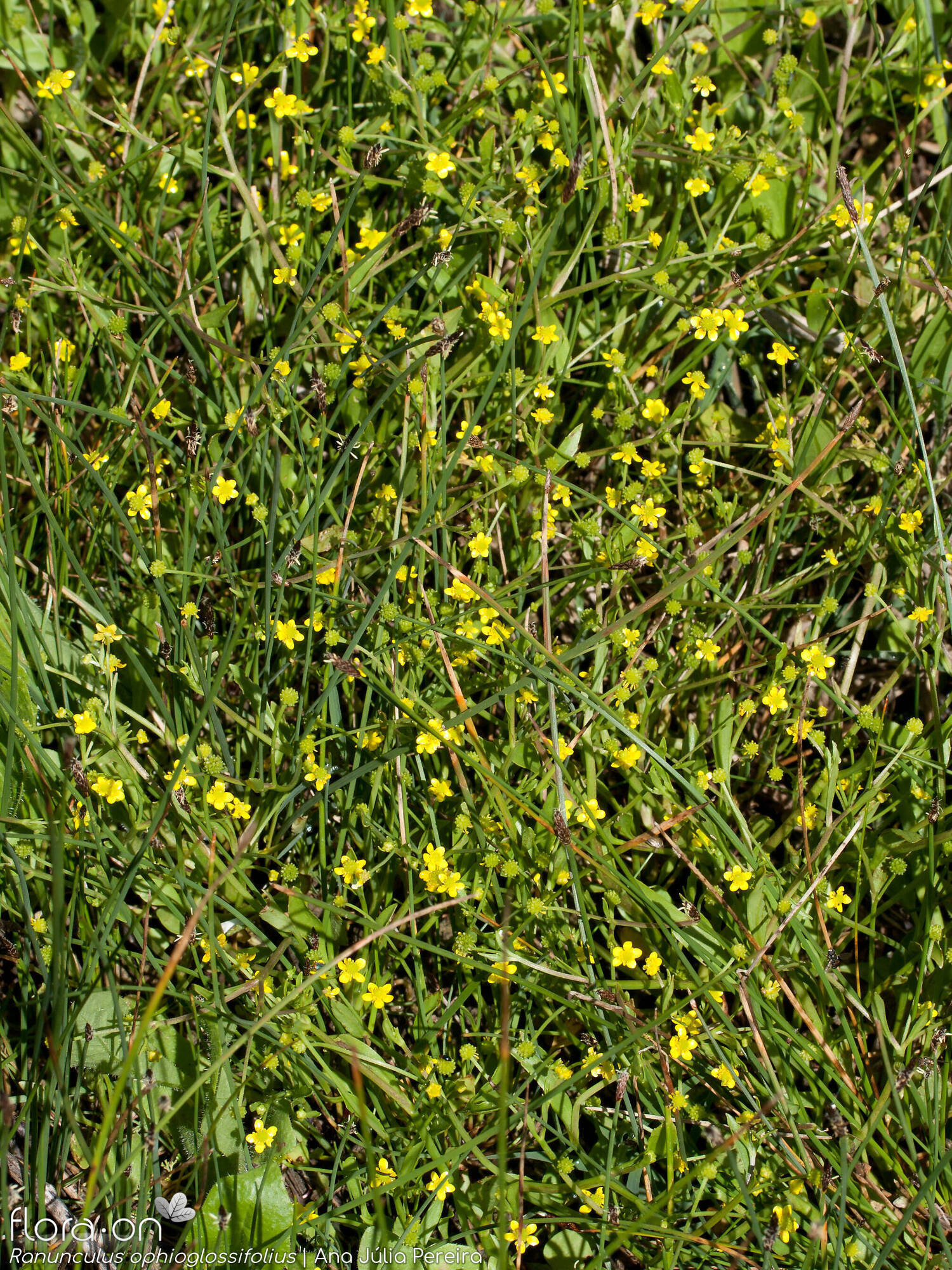 Ranunculus ophioglossifolius - Hábito | Ana Júlia Pereira; CC BY-NC 4.0