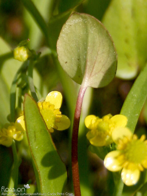 Ranunculus ophioglossifolius - Folha | Carla Pinto Cruz; CC BY-NC 4.0