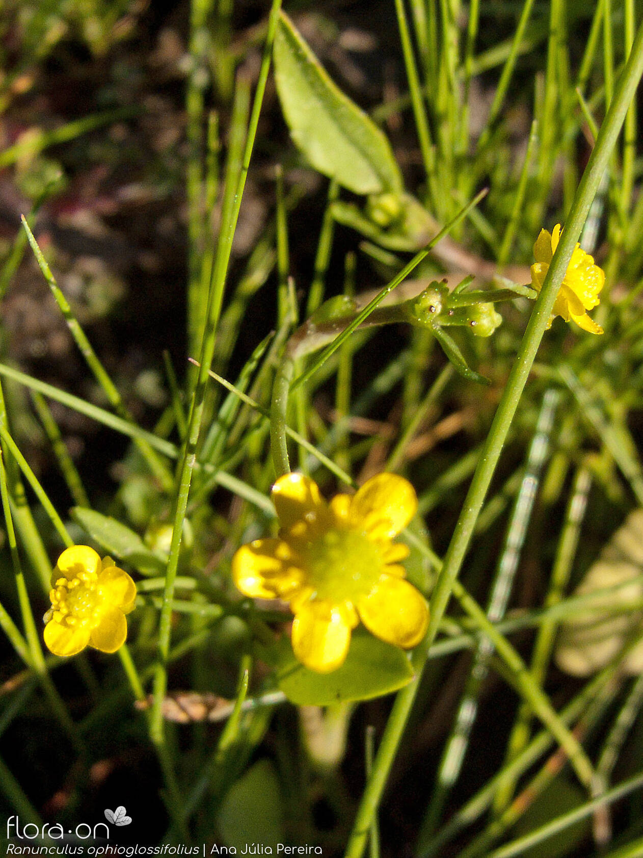 Ranunculus ophioglossifolius - Flor (geral) | Ana Júlia Pereira; CC BY-NC 4.0