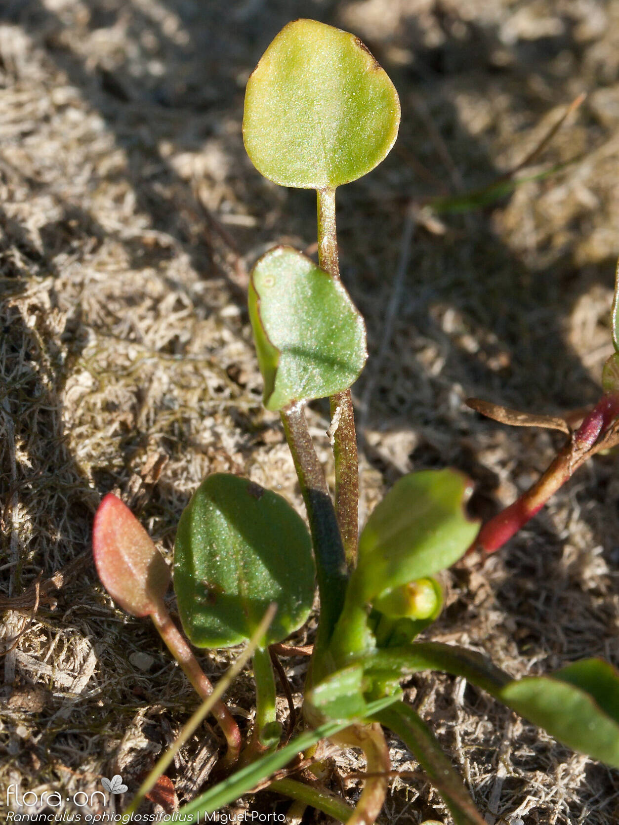 Ranunculus ophioglossifolius - Folha (geral) | Miguel Porto; CC BY-NC 4.0