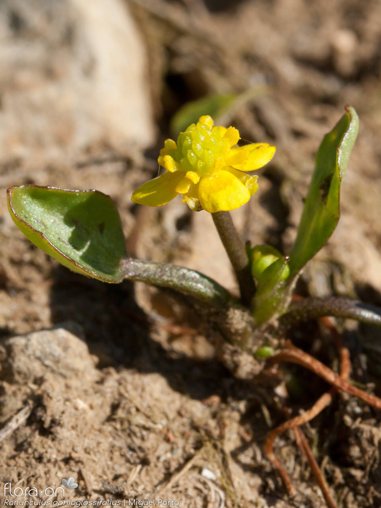 Ranunculus ophioglossifolius - Hábito | Miguel Porto; CC BY-NC 4.0
