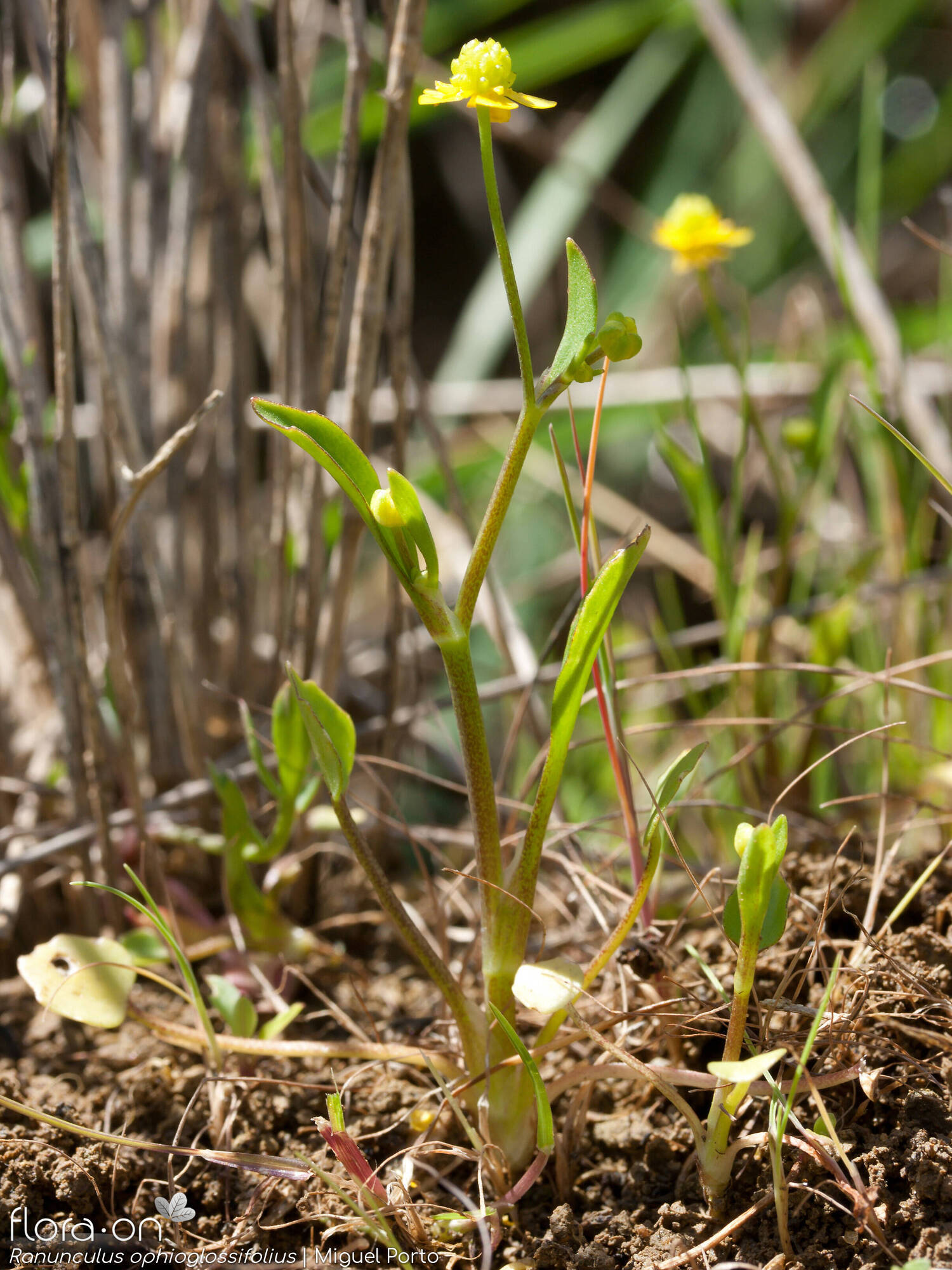 Ranunculus ophioglossifolius - Hábito | Miguel Porto; CC BY-NC 4.0